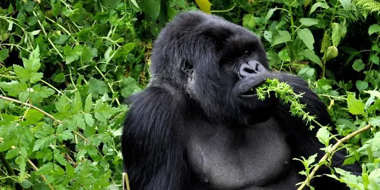 Journeys: Legendary Wildlife of Rwanda & Kenya