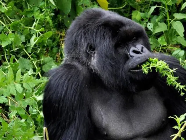 Journeys: Legendary Wildlife of Rwanda & Kenya