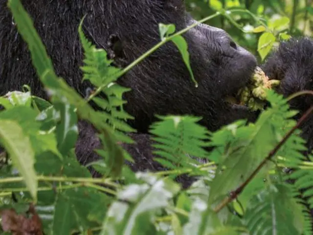 Journeys: Wild Encounters in Rwanda