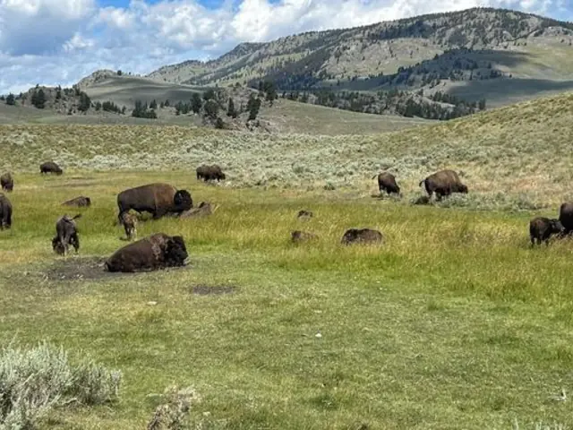 Journeys: Iconic Wildlife of Yellowstone and Grand Teton