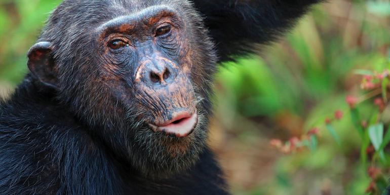Tanzania: Chimp Trekking & Serengeti Safari