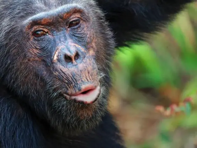 Tanzania: Chimp Trekking & Serengeti Safari