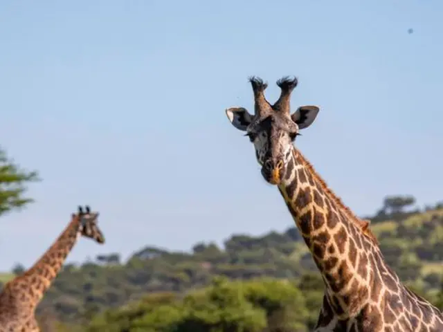 Zimbabwe to Kenya Overland Safari & Participation Camping