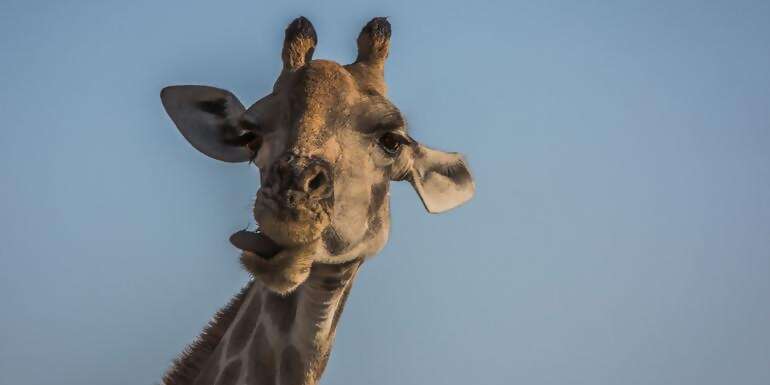 Victoria Falls to South Africa Overland Safari & Participation Camping