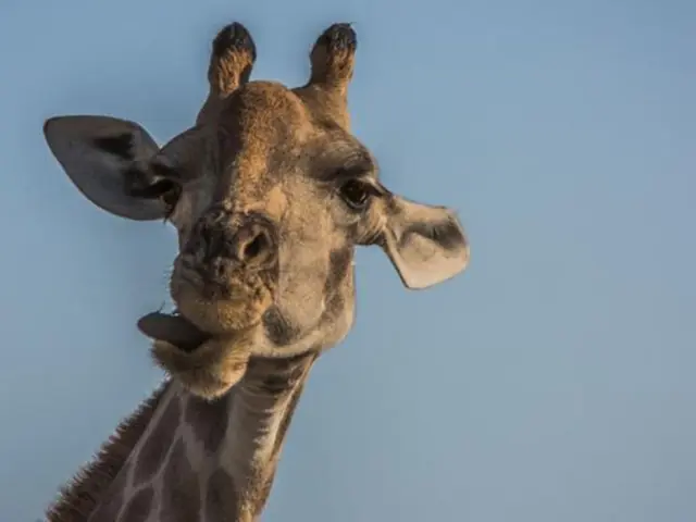 Victoria Falls to South Africa Overland Safari & Participation Camping