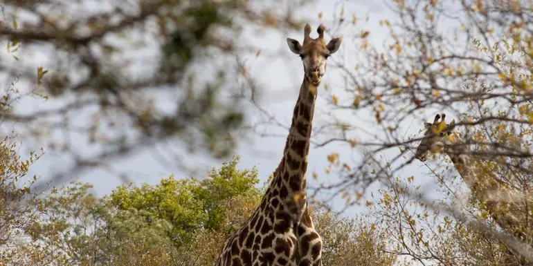 Victoria Falls to South Africa Overland Safari & Participation Camping