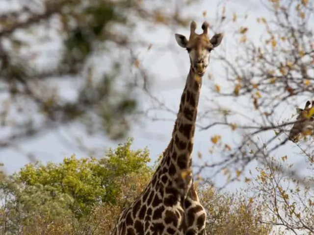 Victoria Falls to South Africa Overland Safari & Participation Camping