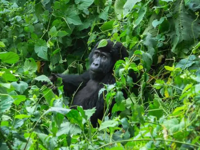 Gorillas of Uganda Overland Safari & Participation Camping