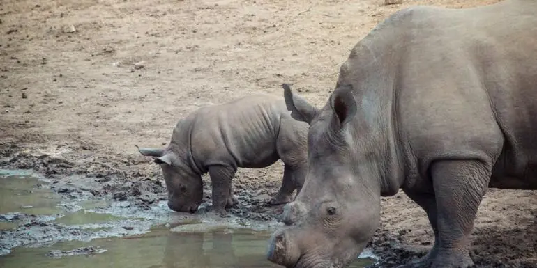 Southern Africa Overland Safari & Participation Camping