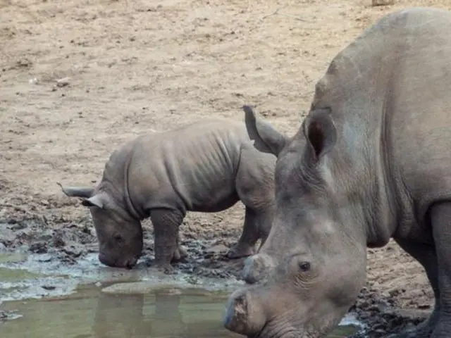 Southern Africa Overland Safari & Participation Camping