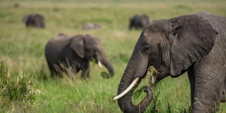 Kenya to Uganda Overland Safari with Participation Camping