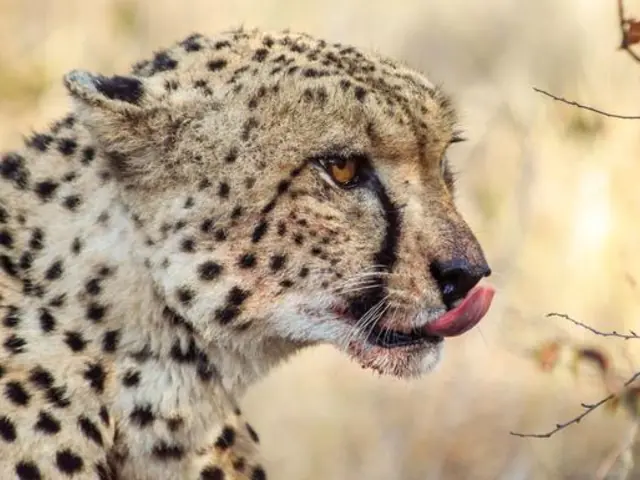 Best of South Africa