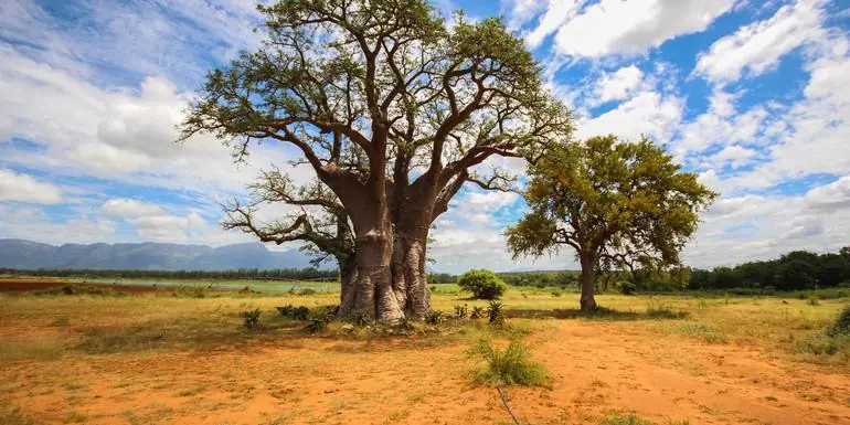 Kruger Safari & The Garden Route