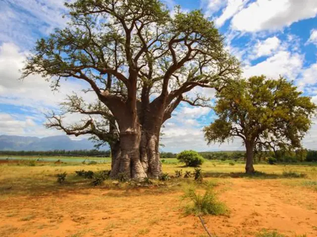 Kruger Safari & The Garden Route