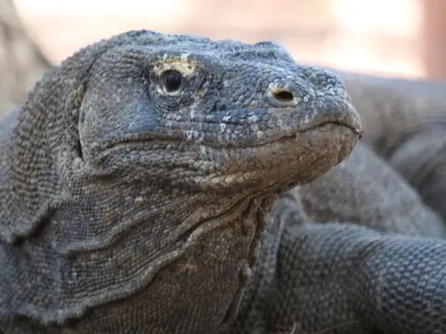 Bali and Komodo: Dragons, Rice Terraces & Cultural Ceremonies