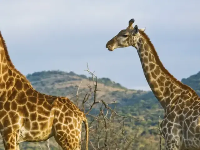 Wildlife of Kenya & Tanzania: Nakuru to Serengeti