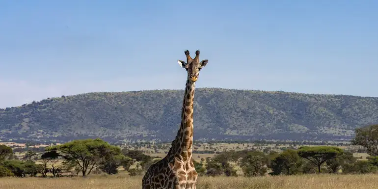 Incredible Tanzania: Serengeti to Zanzibar