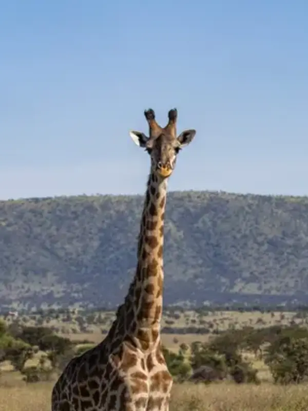 Incredible Tanzania: Serengeti to Zanzibar