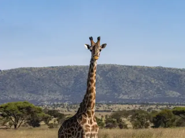 Incredible Tanzania: Serengeti to Zanzibar