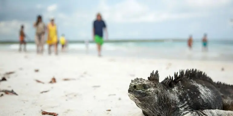 Solo-ish Galápagos