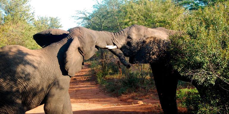 Best of Africa's Wildlife: Cape Town, Kruger, Hwange, & Chobe