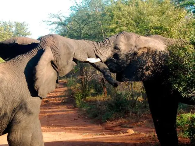 Best of Africa's Wildlife: Cape Town, Kruger, Hwange, & Chobe