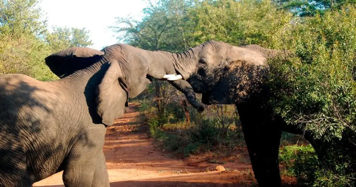 Best of Africa's Wildlife: Cape Town, Kruger, Hwange, & Chobe | The ...