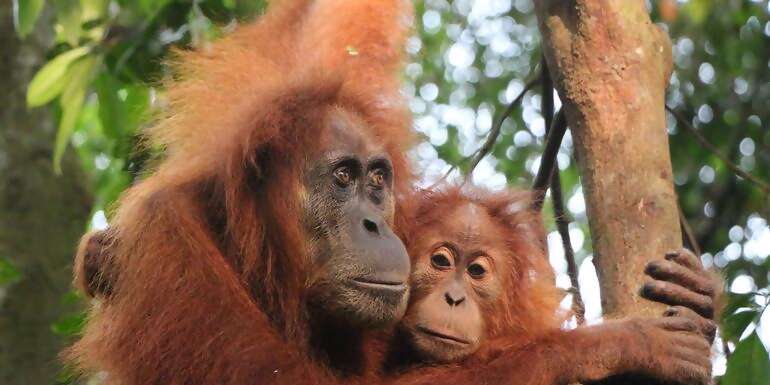 Highlights of Sumatra