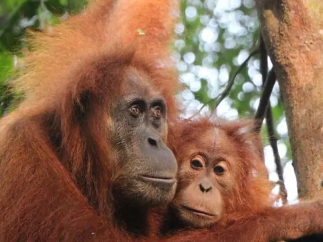 Highlights of Sumatra