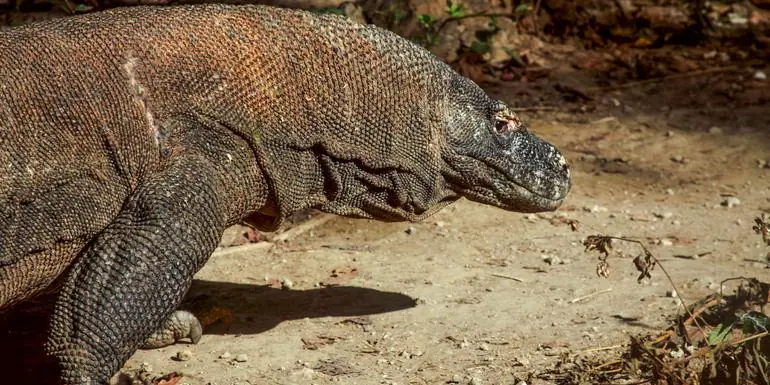 Indonesia: Java, Bali & Komodo Island