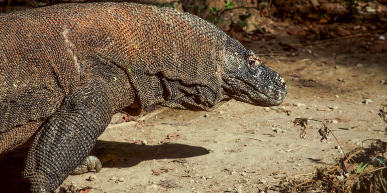 Indonesia: Java, Bali & Komodo Island