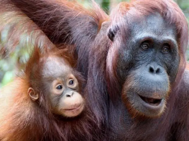 Indonesia: Borneo Orangutans of Tanjung Puting National Park