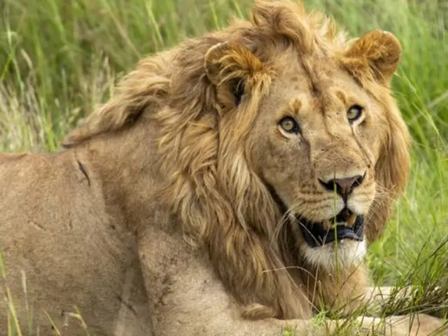 Wildlife & Coastal Wonders of Kenya: Tsavo to Watamu