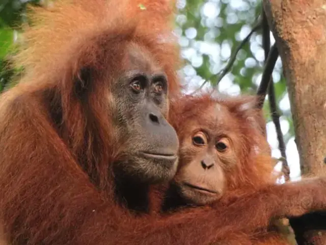 Sumatra’s Wild Side: Orangutans, Rivers & Rural Life