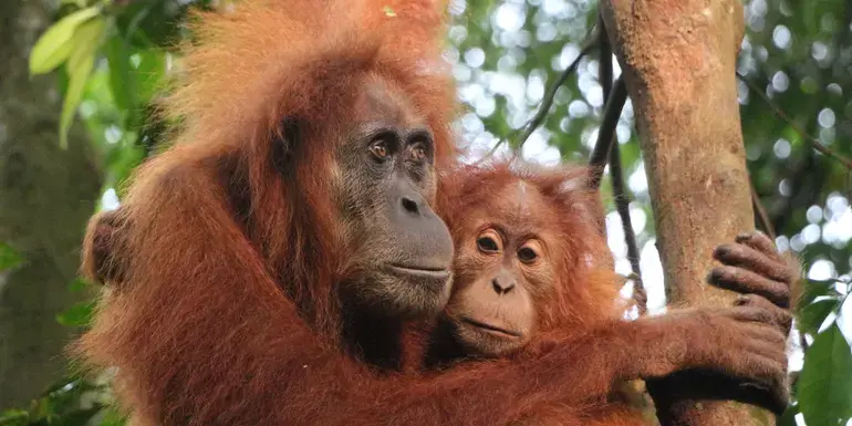 Sumatra’s Wild Side: Orangutans, Rivers & Rural Life