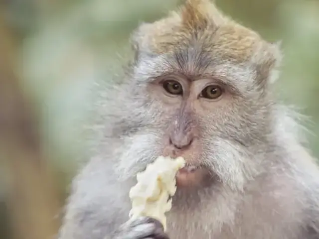 Ubud to Lombok: Temples, Jungles & Island Vibes