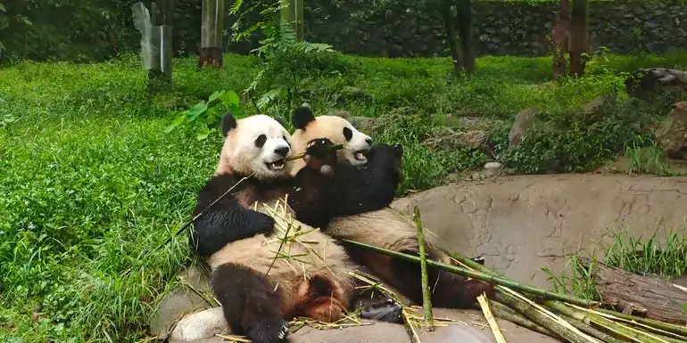 Journeys: Pandas & the Peaks of Zhangjiajie