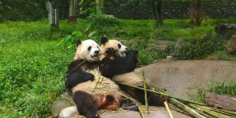 Journeys: Pandas & the Peaks of Zhangjiajie