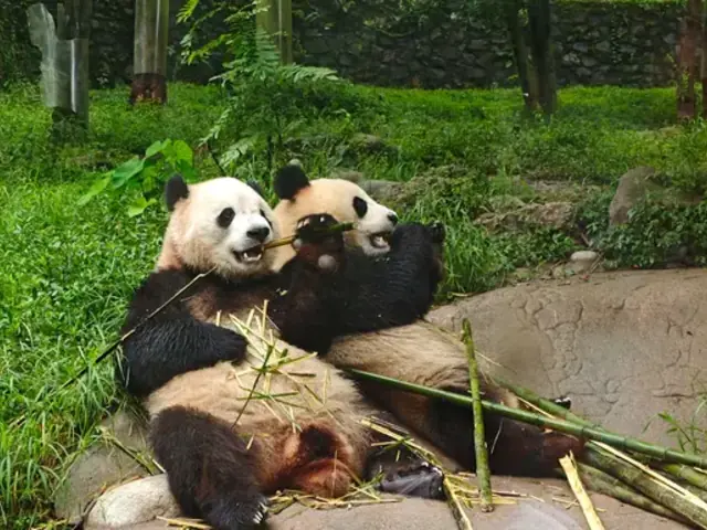 Journeys: Pandas & the Peaks of Zhangjiajie