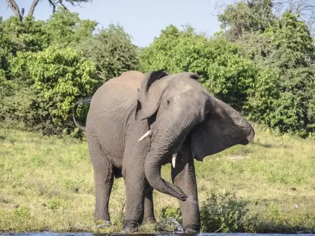 Zimbabwe and Botswana: Chobe, Hwange & the Wildlife of Victoria Falls