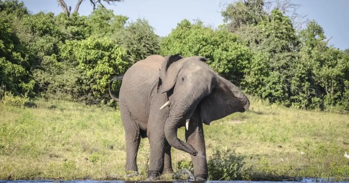 Zimbabwe and Botswana: Chobe, Hwange & the Wildlife of Victoria Falls ...
