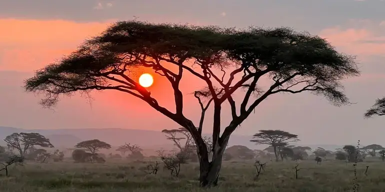 Maasai Mara Safari: Legendary Wildlife & Cultural Safari