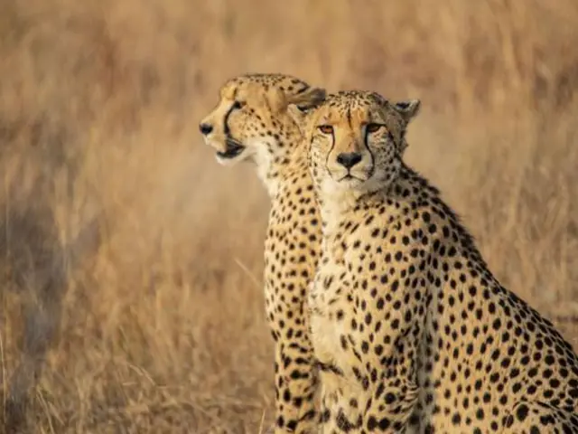 South Africa: Kruger, Cape Town & Stellenbosch Vineyards