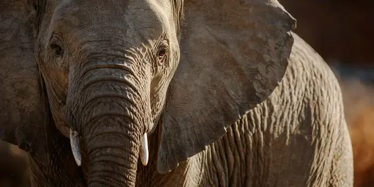 Signature: South Africa from Cape Town to Kruger