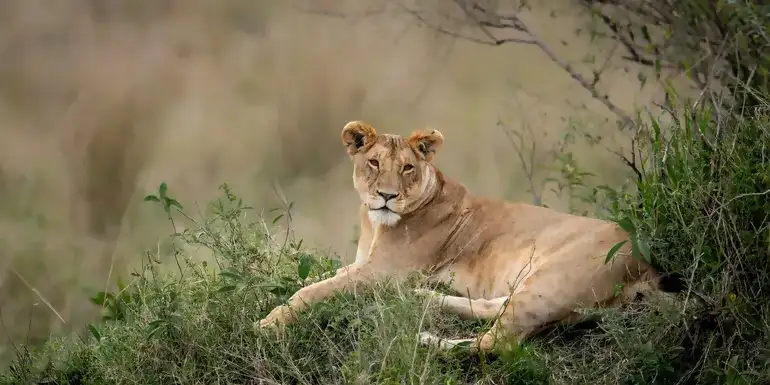 Signature: South Africa's Kruger National Park