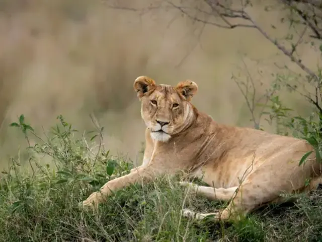 Signature: South Africa's Kruger National Park