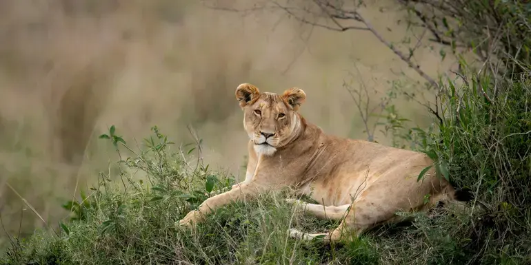 Signature: South Africa's Kruger National Park