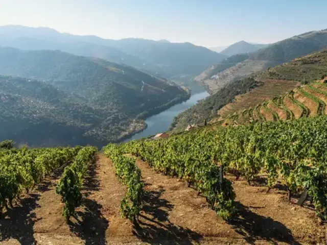 Signature: Portugal's Porto, Douro Valley, & Lisbon