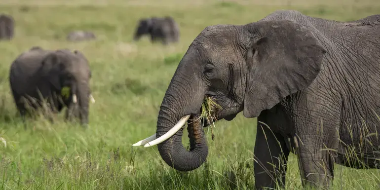 East Africa: Maasai Mara, Serengeti Safaris, & Island Paradise