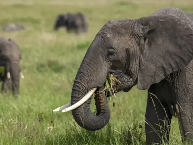East Africa: Maasai Mara, Serengeti Safaris, & Island Paradise